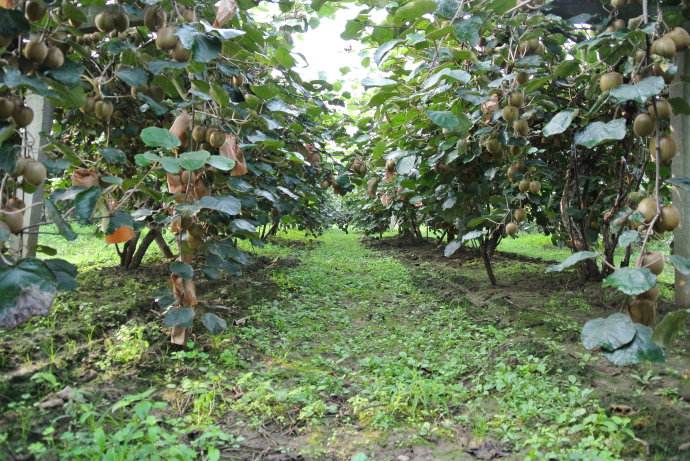 国际巅峰企业核心服务系统登录与分销商端登陆后台