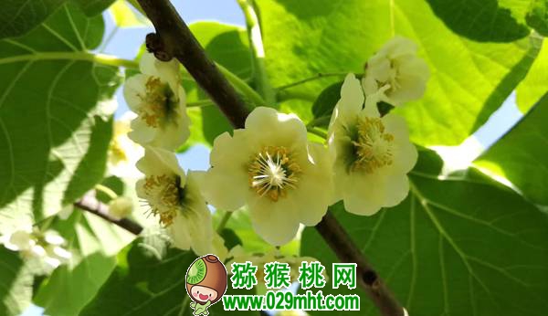 教你猕猴桃抹芽手段