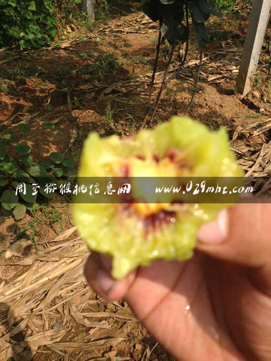 国际巅峰高效云仓储物流监控系统APP应用快速下载