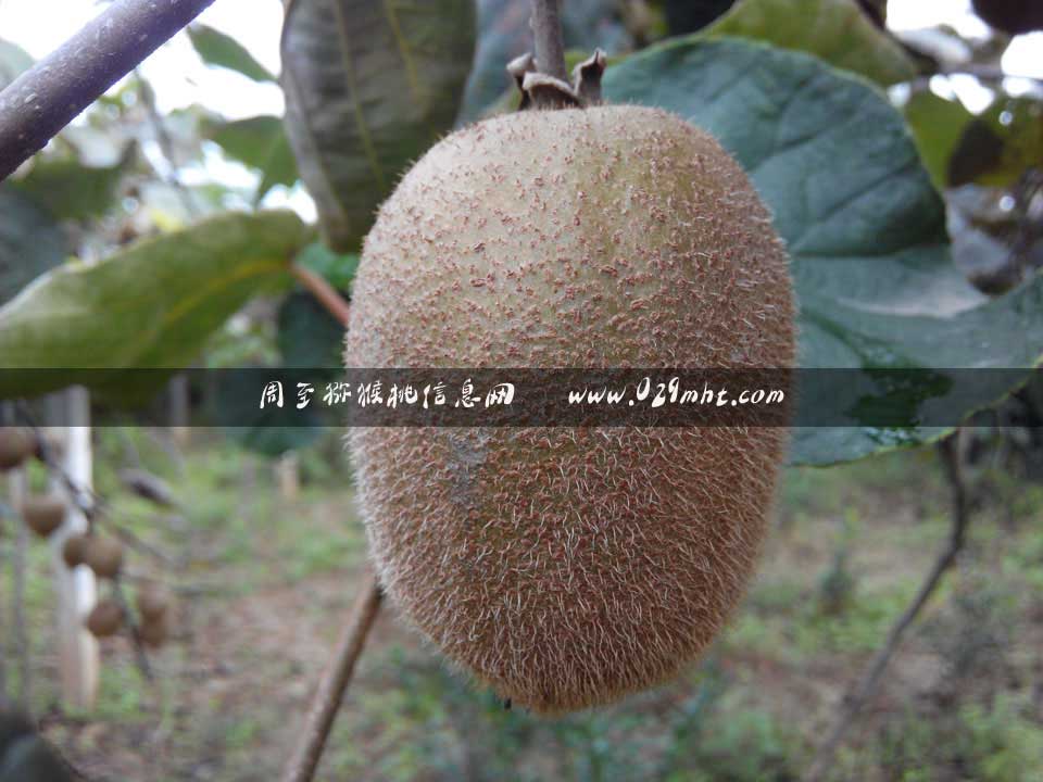 国际巅峰区域代理商加盟通道与招商引资管理平台图片