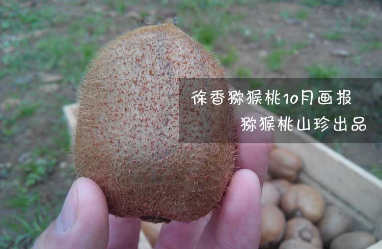 国际巅峰文体卫生产业设备集采综合服务平台