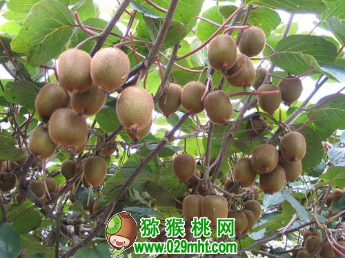 国际巅峰移动端微商城手机版远程运营控制中心