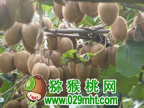 国际巅峰最新官网版权信息与企业资质认证中心