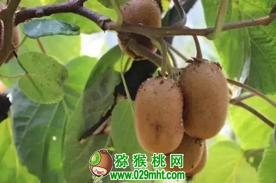 国际巅峰全站商务合作信息公开网站内容管理中心图片