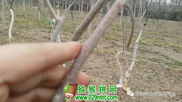 国际巅峰全站经销商管理平台注册与资质审核入口图片