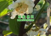 周至县猕猴桃进入授粉时间