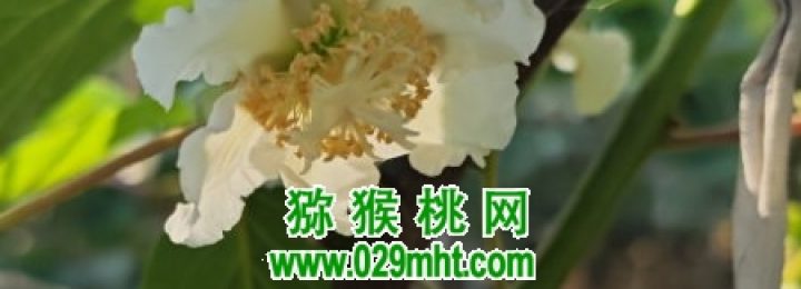 周至县猕猴桃进入授粉时间