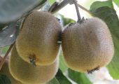 西安市周至县猕猴桃采收后施肥定制规划