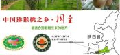 供应上海猕猴桃批发分销，可礼品包装