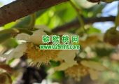2025西安市周至县猕猴桃绿色生产体系