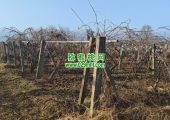 周至猕猴桃春天来了，果农开始绑树