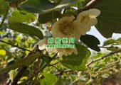 宝鸡眉县猕猴桃开花了。