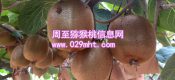 果农自产秦美猕猴桃分销