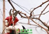 学习猕猴桃“快剪法”，省工省力迅捷益