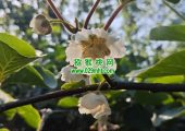 眉县猕猴桃进入猕猴桃授粉时间，收花粉