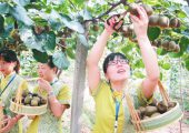 2018国庆节眉县猕猴桃批发分销