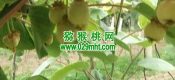 猕猴桃数据化成为周至县未来竞争力