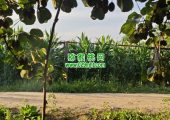 眉县猕猴桃果园6月份生长记录