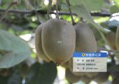 西安市周至县猕猴桃生产记录图片