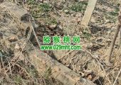不出售的自己猕猴桃果园实况