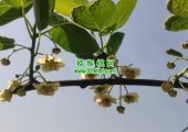 云端南猕猴桃美丽的猕猴桃花，花粉，鲜果