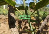 陕西眉县猕猴桃祝大家五一快乐！