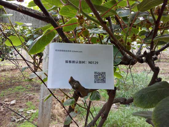 <a href=http://www.buymht.cn/zhouzhimihoutao/ target=_blank class=infotextkey />周至猕猴桃</a>认领树果园除草