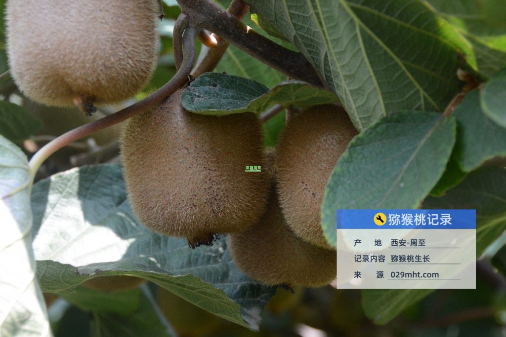 国际巅峰企业核心服务系统登录与分销商端登陆后台图片